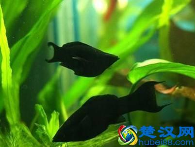 饲养有小热带鱼的鱼缸里，可以放清道夫鱼吗？