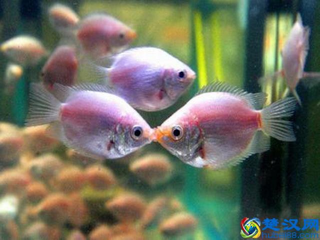 饲养有小热带鱼的鱼缸里，可以放清道夫鱼吗？