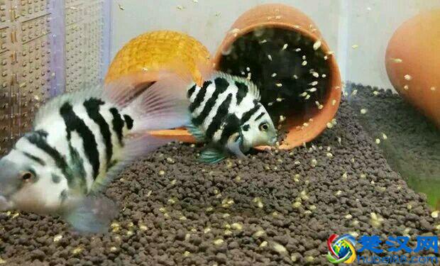 饲养有小热带鱼的鱼缸里，可以放清道夫鱼吗？