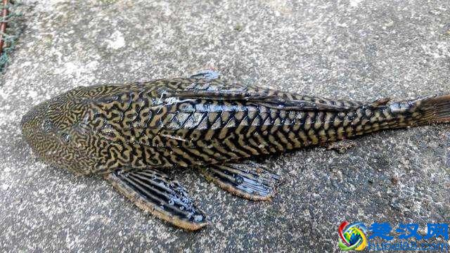 饲养有小热带鱼的鱼缸里，可以放清道夫鱼吗？