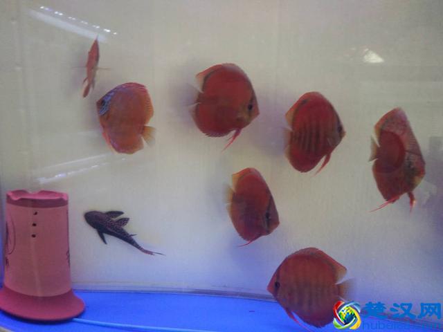 饲养有小热带鱼的鱼缸里，可以放清道夫鱼吗？