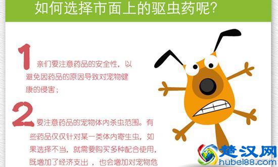 消灭跳蚤三个最好的方法详解！