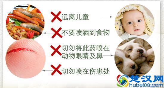 消灭跳蚤三个最好的方法详解！