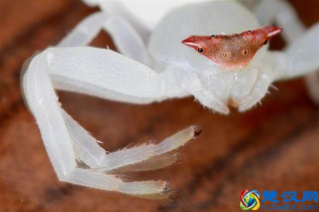 微距镜头居然可以细分为5大类？想好要买什么型号的微距镜头吗？