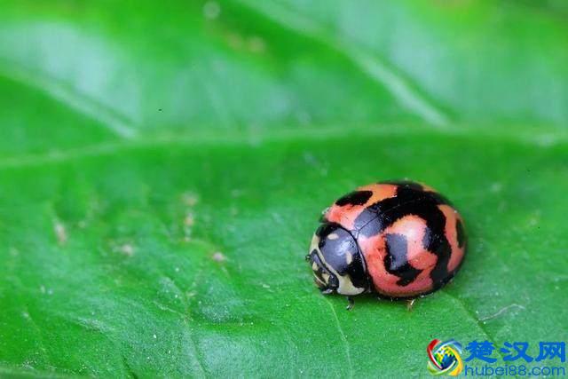 微距镜头居然可以细分为5大类？想好要买什么型号的微距镜头吗？