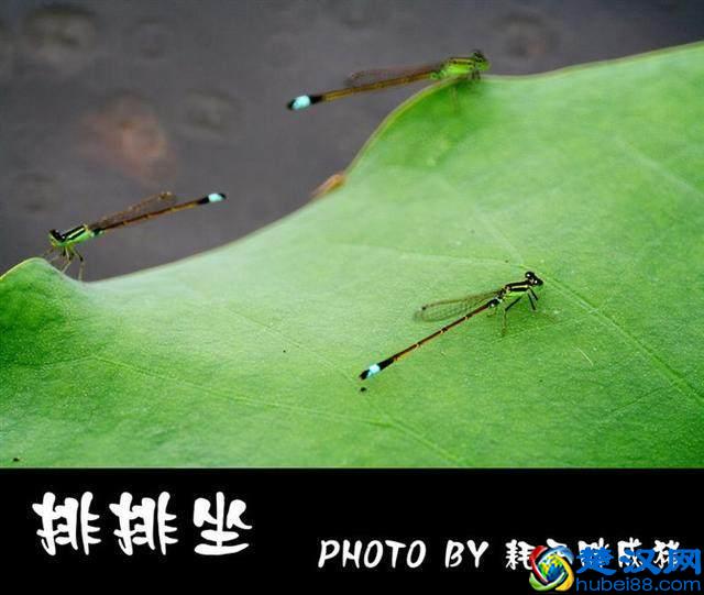 微距镜头居然可以细分为5大类？想好要买什么型号的微距镜头吗？