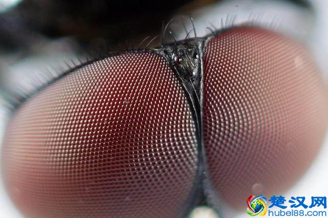 微距镜头居然可以细分为5大类？想好要买什么型号的微距镜头吗？