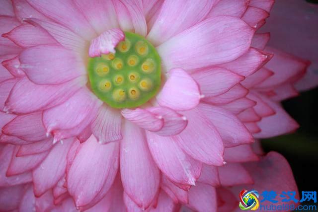 微距镜头居然可以细分为5大类？想好要买什么型号的微距镜头吗？