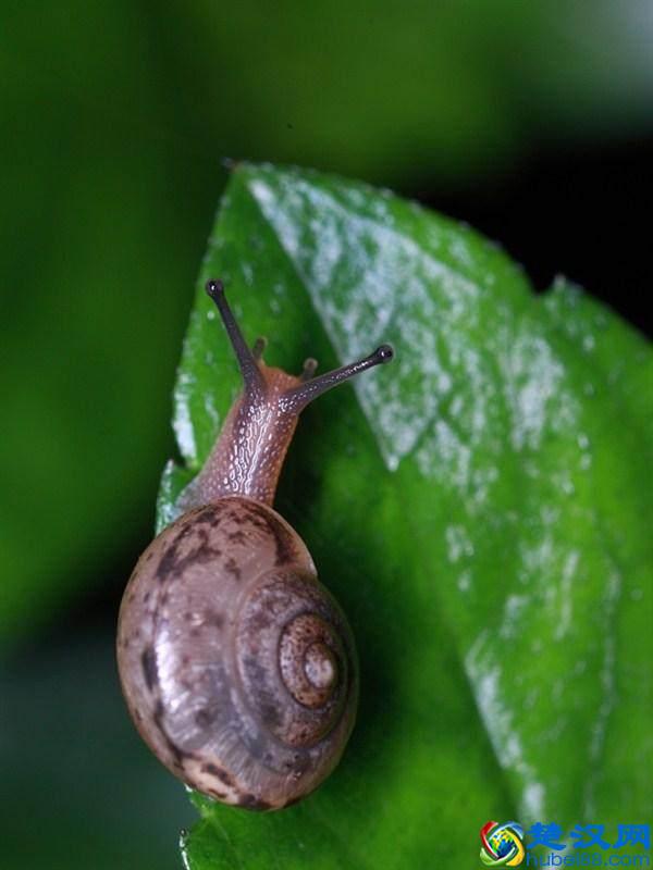 微距镜头居然可以细分为5大类？想好要买什么型号的微距镜头吗？