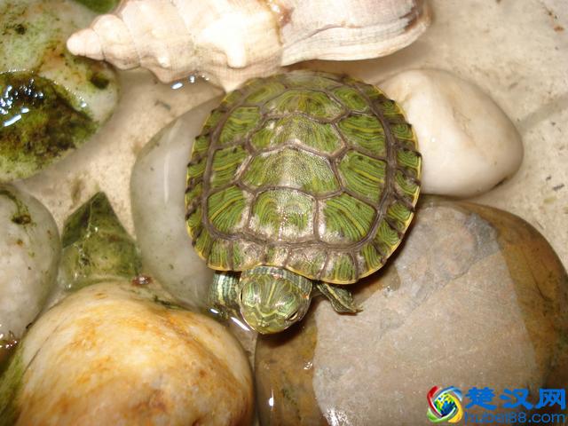 小乌龟怎么养？饲养成功率100%哦