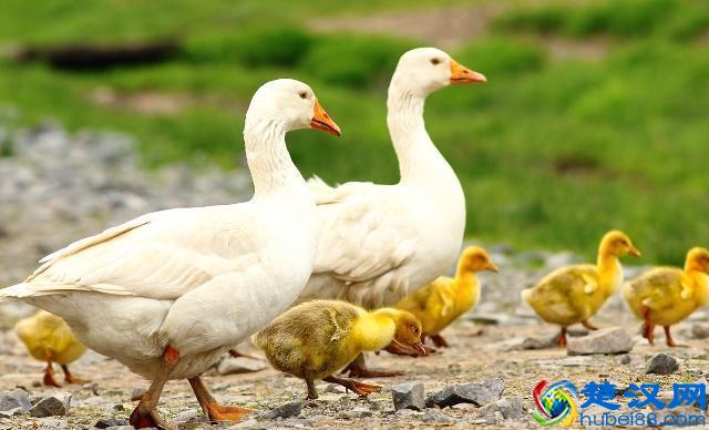 养殖鸭子的正确方法，大家需要看一下