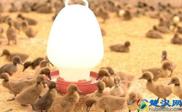 养殖鸭子的正确方法，大家需要看一下