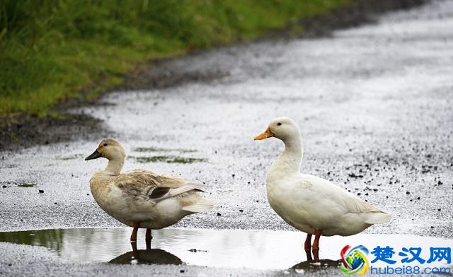 养殖鸭子的正确方法，大家需要看一下