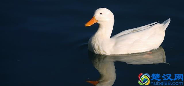 养殖鸭子的正确方法，大家需要看一下