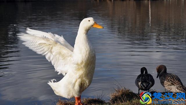 养殖鸭子的正确方法，大家需要看一下
