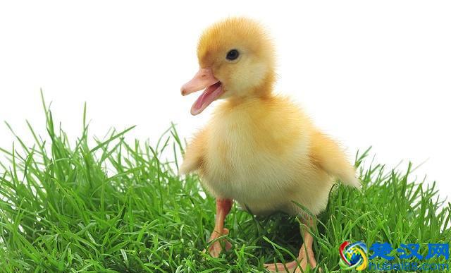 养殖鸭子的正确方法，大家需要看一下