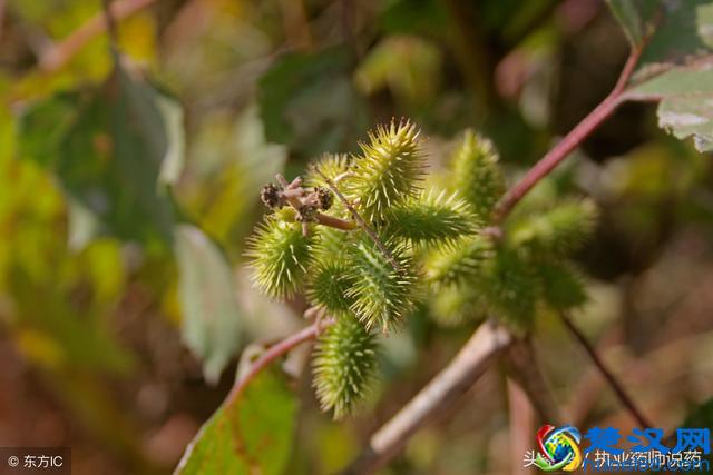 10种鼻炎常用的药，过敏性鼻炎，鼻窦炎，收藏好，可少去医院