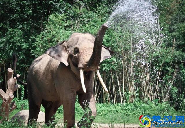 大象的鼻子为什么那么长？因为里面藏着四万块肌肉