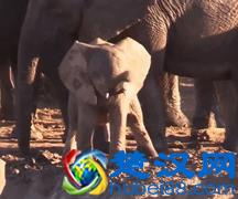 大象的鼻子为什么那么长？因为里面藏着四万块肌肉