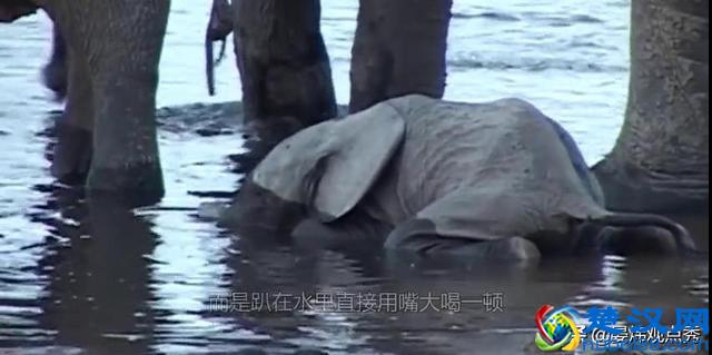 大象的鼻子为什么那么长？因为里面藏着四万块肌肉