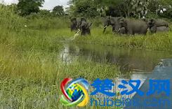 大象的鼻子为什么那么长？因为里面藏着四万块肌肉