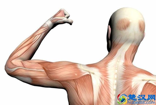 大象的鼻子为什么那么长？因为里面藏着四万块肌肉