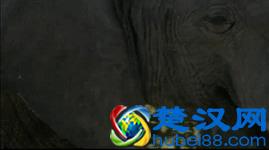 大象的鼻子为什么那么长？因为里面藏着四万块肌肉