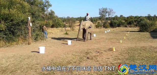 大象的鼻子为什么那么长？因为里面藏着四万块肌肉