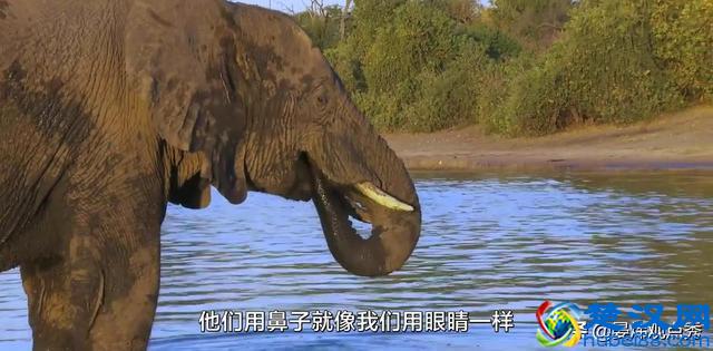 大象的鼻子为什么那么长？因为里面藏着四万块肌肉