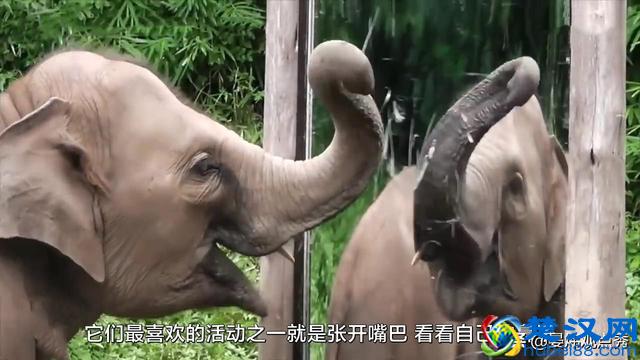 大象的鼻子为什么那么长？因为里面藏着四万块肌肉