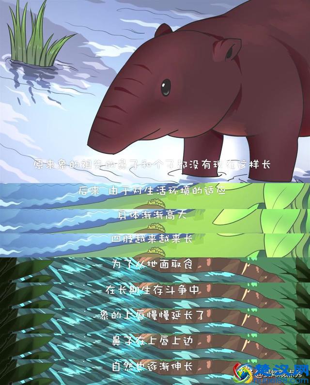 大象的鼻子为什么那么长？因为里面藏着四万块肌肉