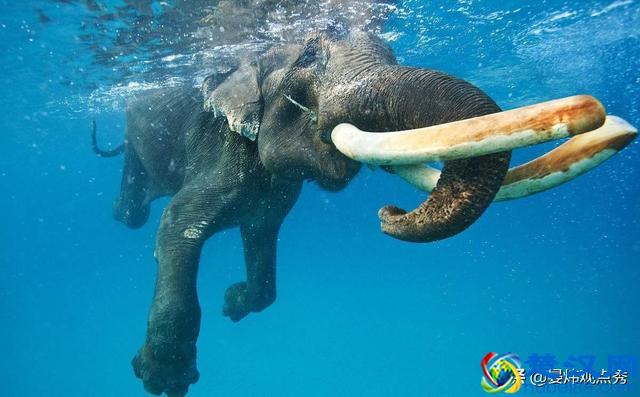 大象的鼻子为什么那么长？因为里面藏着四万块肌肉