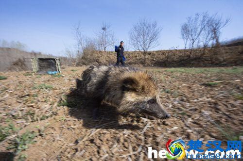 “一丘之貉”的貉原来长这样