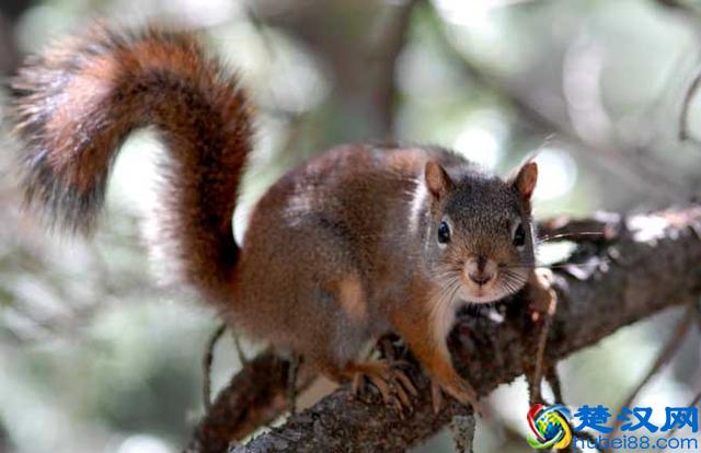 松鼠的尾巴有多长 松鼠尾巴有什么作用