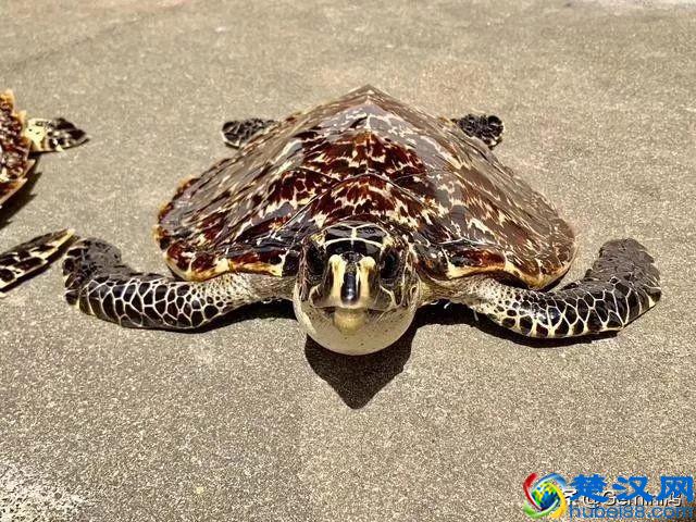 30秒了解玳瑁是什么！