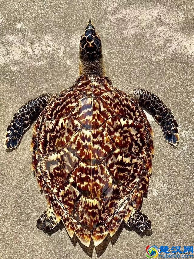 30秒了解玳瑁是什么！
