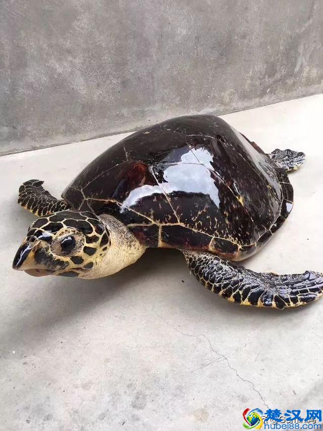 30秒了解玳瑁是什么！