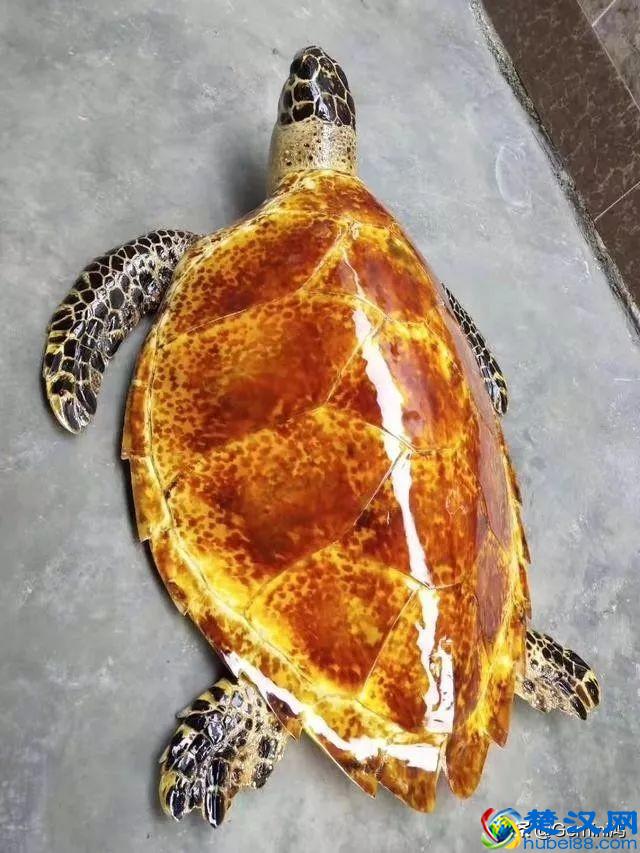 30秒了解玳瑁是什么！