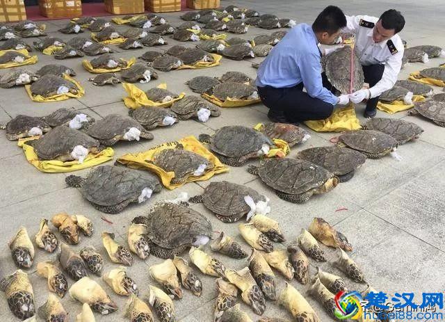 30秒了解玳瑁是什么！