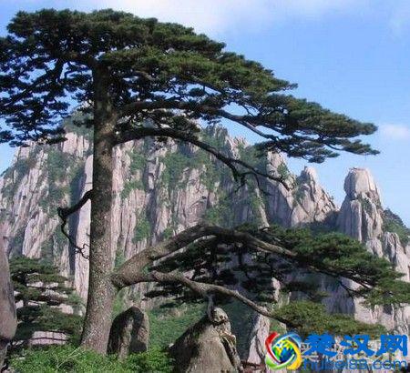 岁寒三友是指什么,岁寒三友的意思