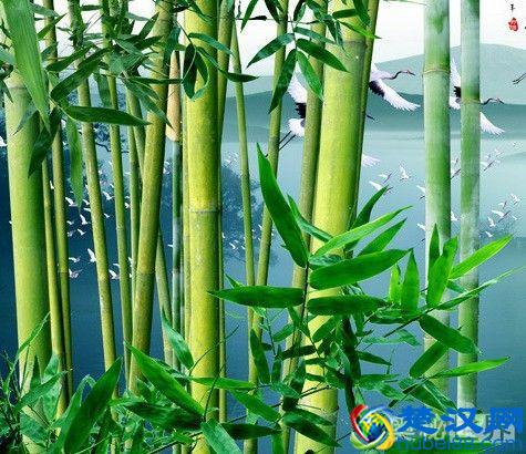 岁寒三友是指什么,岁寒三友的意思