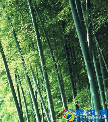 岁寒三友是指什么,岁寒三友的意思