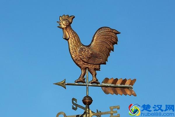 高卢雄鸡长什么样儿？看过布雷斯鸡也许能猜到