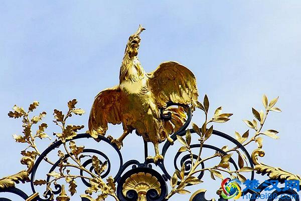 高卢雄鸡长什么样儿？看过布雷斯鸡也许能猜到