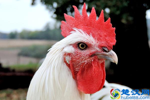 高卢雄鸡长什么样儿？看过布雷斯鸡也许能猜到