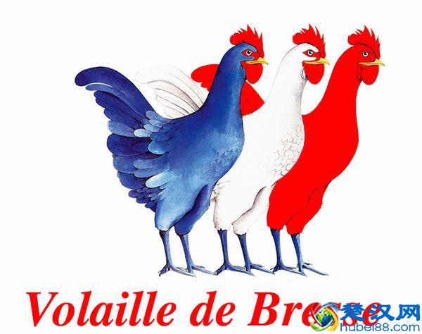 高卢雄鸡长什么样儿？看过布雷斯鸡也许能猜到