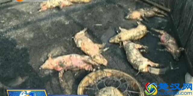 在放孔明灯的时候你意识到潜在的危险了吗？