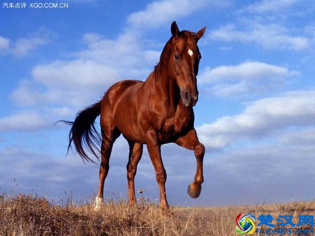 为什么称为马力？发动机功率单位那些事