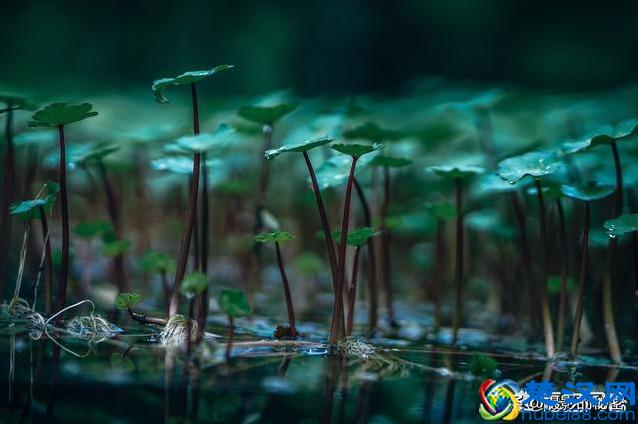 什么是景深？如何利用？弄明白这景深3要素就会了