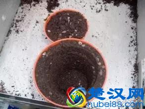 技巧｜蒜苗对身体有超多好处，教你用大蒜种出美味蒜苗！